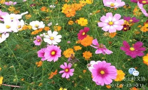 一地花香,探寻自然芬芳的奥秘之旅