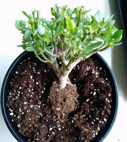 再生花,探索再生花的魅力与环保价值